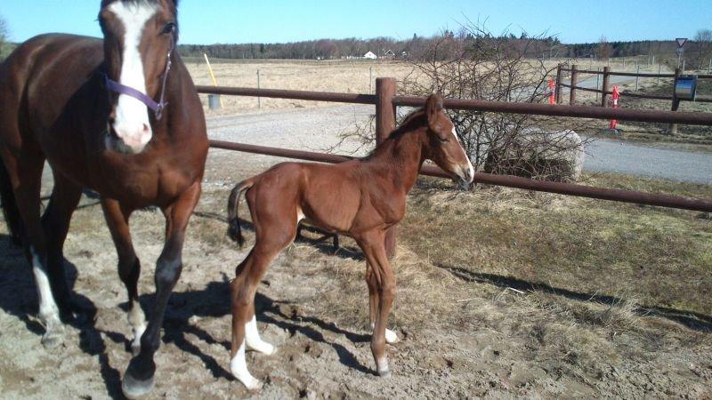 Dansk Varmblod Era Picture - Perfect billede 20