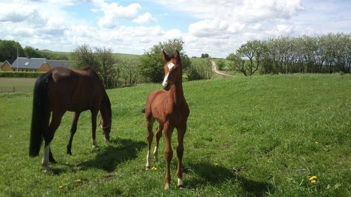 Dansk Varmblod Era Picture - Perfect billede 2