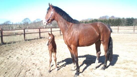 Dansk Varmblod Era Picture - Perfect billede 14