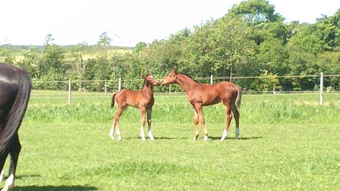 Dansk Varmblod Era Picture - Perfect billede 15