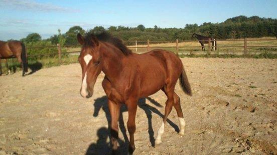 Dansk Varmblod Era Picture - Perfect billede 16