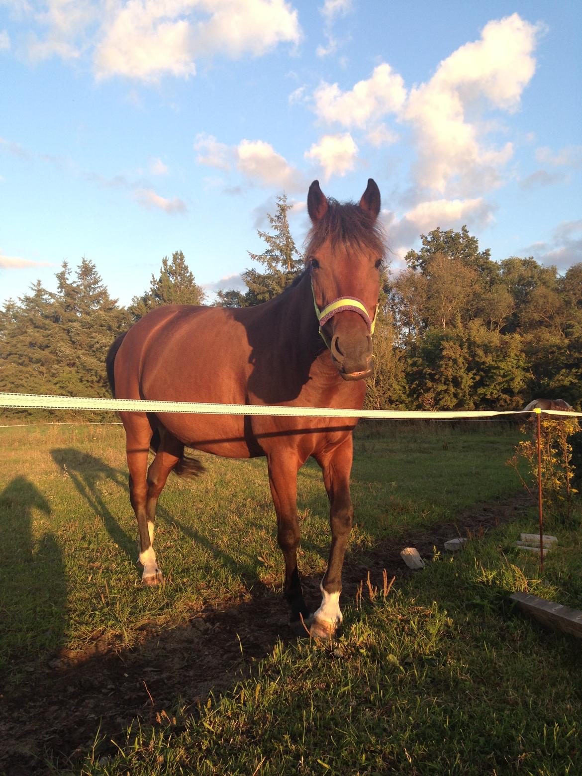 New Forest Angelina Bay -Drømmeponyen- billede 17