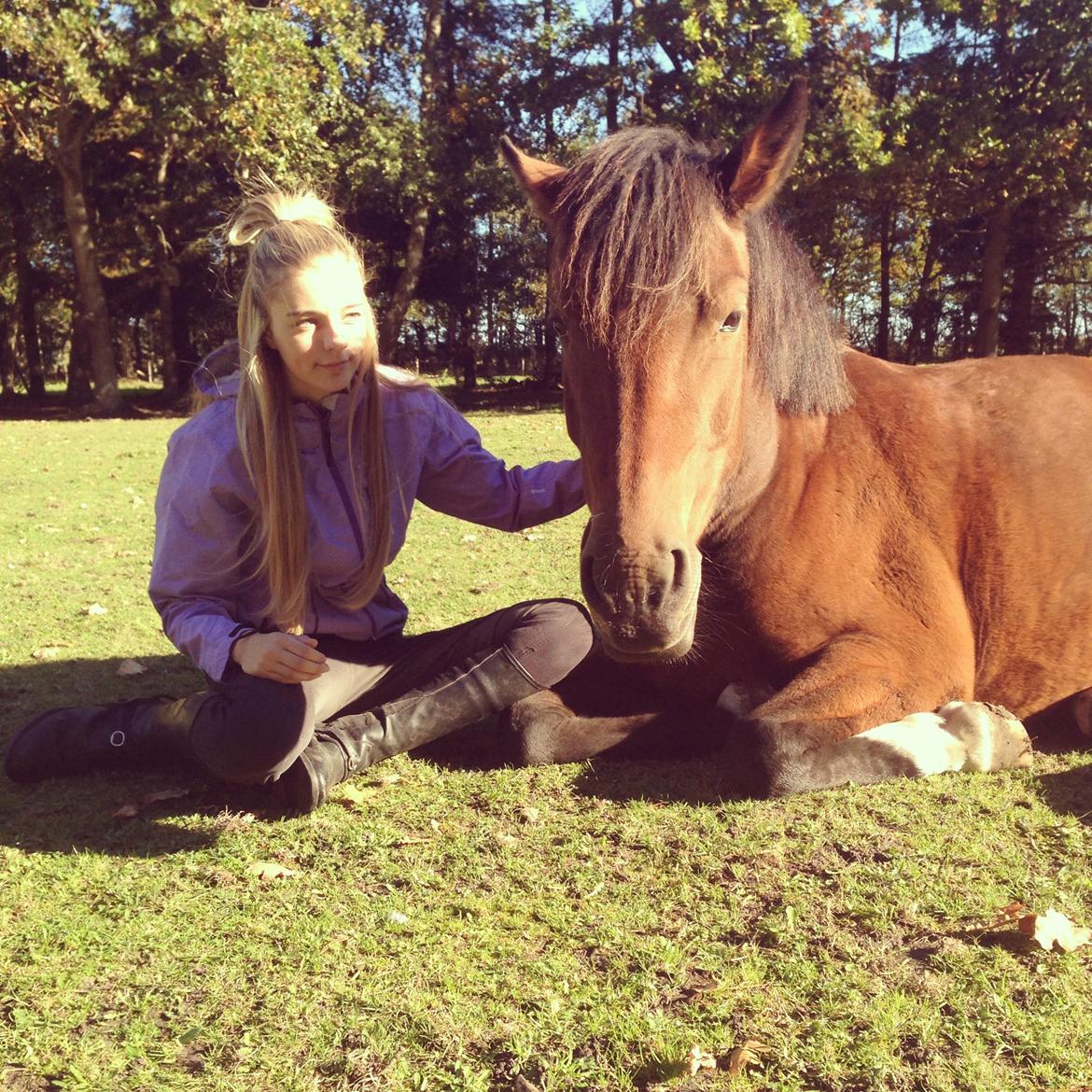 New Forest Angelina Bay -Drømmeponyen- billede 14