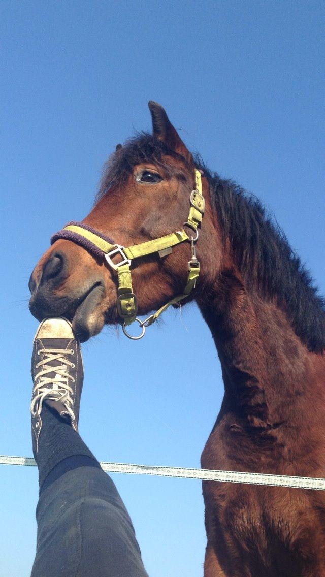 New Forest Angelina Bay -Drømmeponyen- billede 4