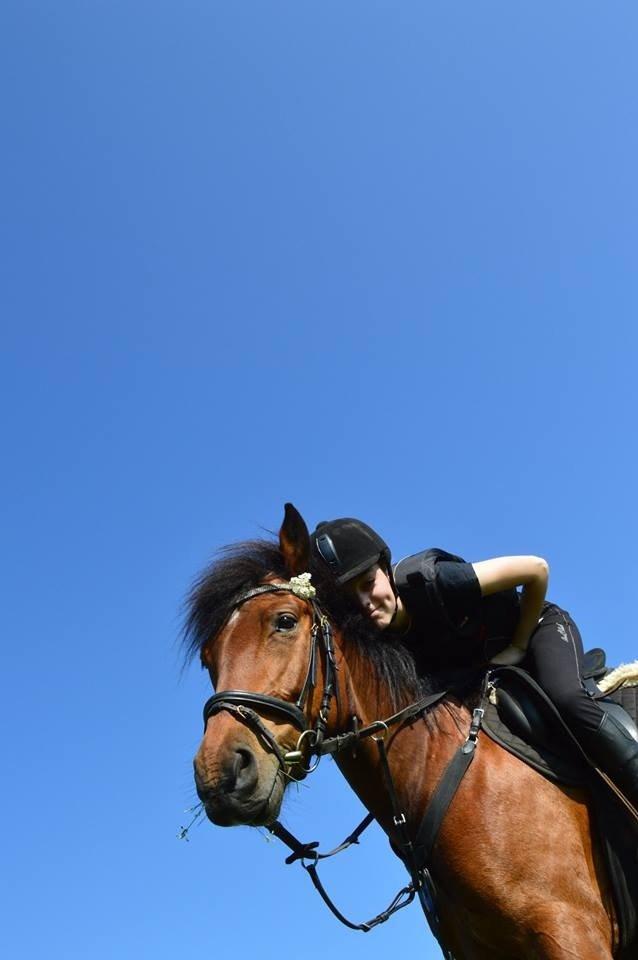 New Forest Angelina Bay -Drømmeponyen- billede 10