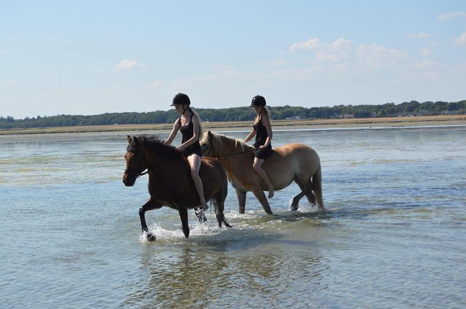 New Forest Angelina Bay -Drømmeponyen- billede 19