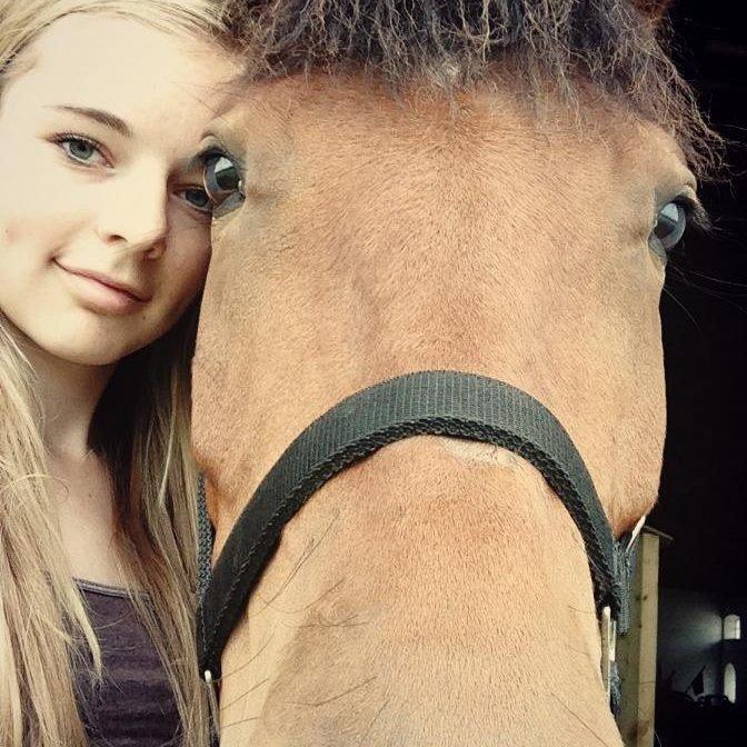 New Forest Angelina Bay -Drømmeponyen- billede 2