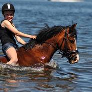 Anden særlig race Princess