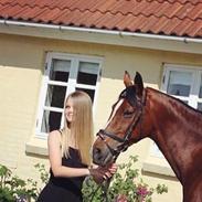 Arabisk fuldblod (OX) Akija OX