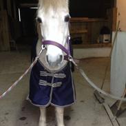 Anden særlig race Silla