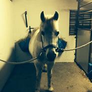 Anden særlig race Silla