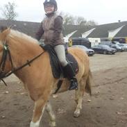 Anden særlig race Cody (rideskolepony) RIDER HAM IKKE MERE!