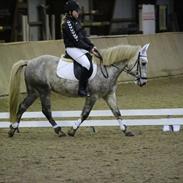 Anden særlig race Jarl <3 ( solgt )