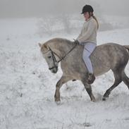 Anden særlig race Jarl <3 ( solgt )