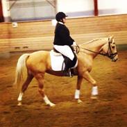 Anden særlig race Golden dancer