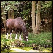 Irish Cob Boxmoor  Lexus
