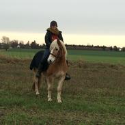 Haflinger Enggårdens Rollo