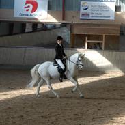 Anden særlig race **Julius**