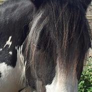 Irish Cob Alanya Naya kaldenavn Aya