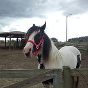 Irish Cob Alanya Naya kaldenavn Aya