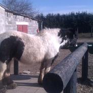 Irish Cob Alanya Naya kaldenavn Aya