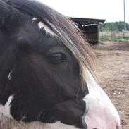 Irish Cob Alanya Naya kaldenavn Aya