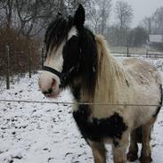 Irish Cob Alanya Naya kaldenavn Aya