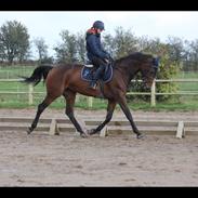 Hollandsk Varmblod Dolce Vita HJB