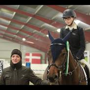 Hollandsk Varmblod Dolce Vita HJB