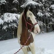 Irish Cob MR. GUMBLE