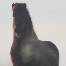 Islænder Harpa fra Klim Bjerg