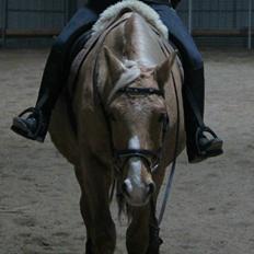 Palomino Semper Fidelis Blue