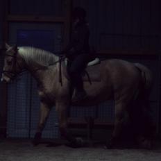 Palomino Semper Fidelis Blue