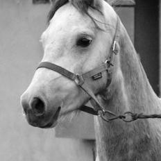 Welsh Pony (sec B) Bjerregårds May Flower