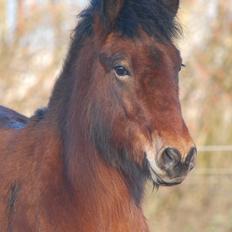 Islænder Faxnir fra Østervang