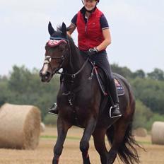 Tysk Oldenburger Royal Schamou