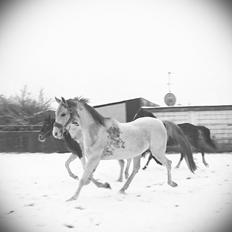 Arabisk fuldblod (OX) Wahinni ox *R.I.P. 19-08-15*