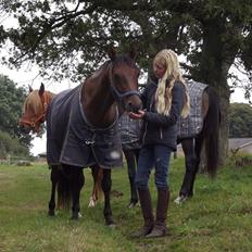 Shagya Araber (SH) Bahebec Takhises *Basse* - *SOLGT*