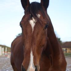 Dansk Varmblod Ryttergaardens Dimantino Z
