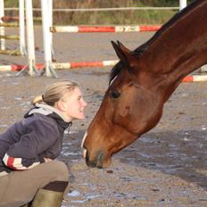 Dansk Varmblod Ryttergaardens Dimantino Z