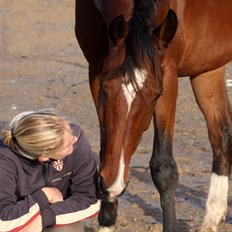 Dansk Varmblod Ryttergaardens Dimantino Z