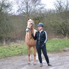Anden særlig race GOLDEN DANCER (Lille Mus)