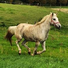 Anden særlig race Fernando