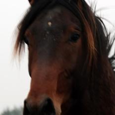 Dansk Varmblod Gredstedgaards Locksley