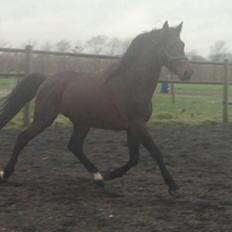 Dansk Varmblod Gredstedgaards Locksley