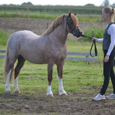 Welsh Mountain (sec A) Llwynneath Emlyn