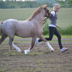 Welsh Mountain (sec A) Llwynneath Emlyn