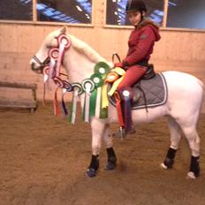Welsh Pony (sec B) Speedy Gonzarles