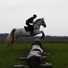 Connemara Daisy's Delight *DD* [Tild. Hest]