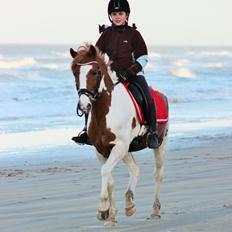 Pinto Bredkærgaards Sandro